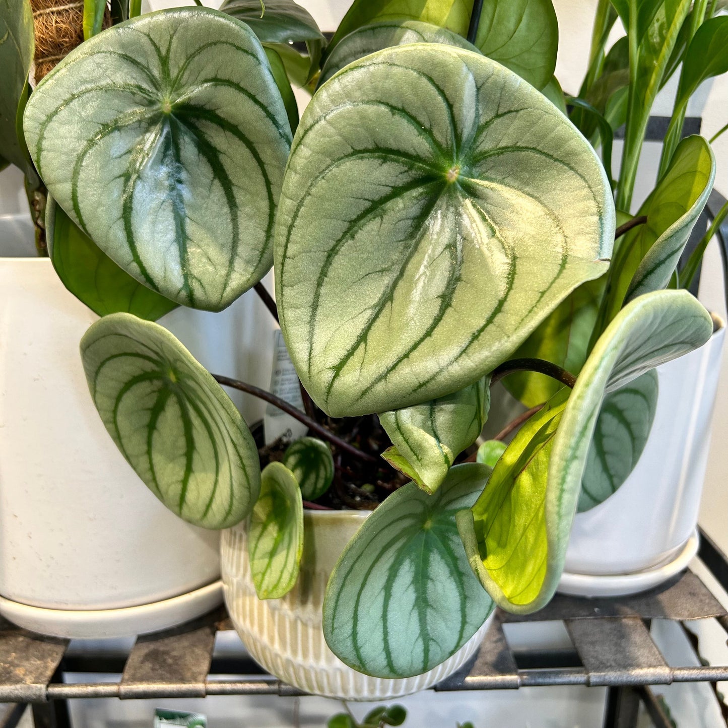 Peperomia Watermelon