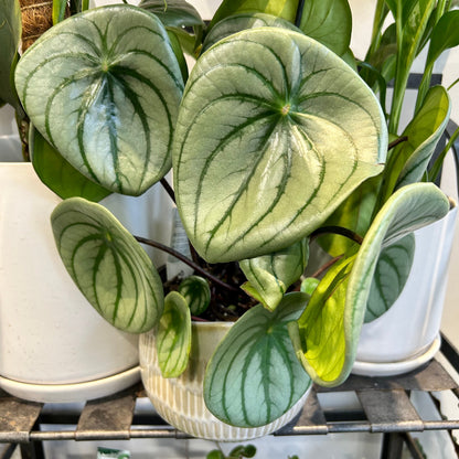 Peperomia Watermelon