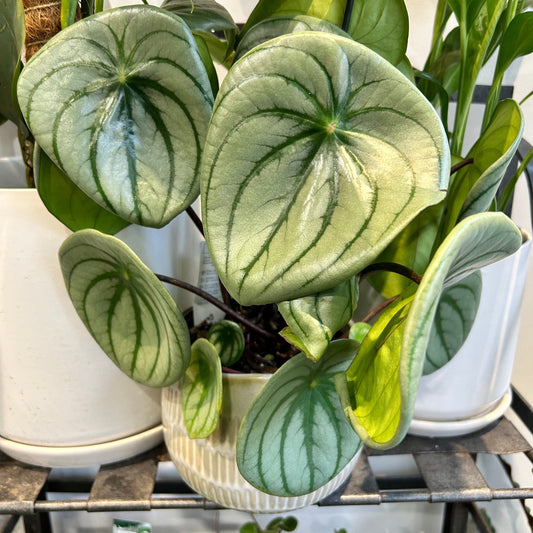 Peperomia Watermelon