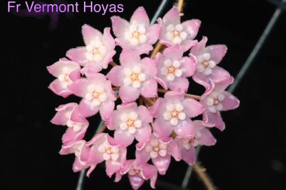 Hoya aff. thomsonii EPC 215
