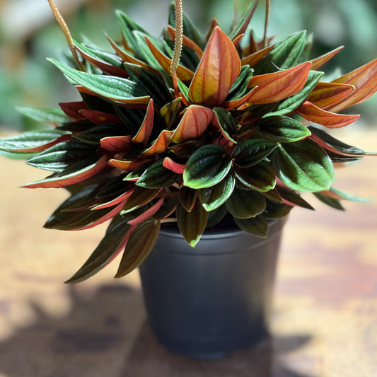 Peperomia Rosso Indoor Plant - Tolerates Low Light