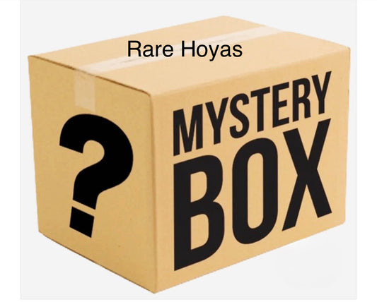 Mystery Box of Rare Hoyas