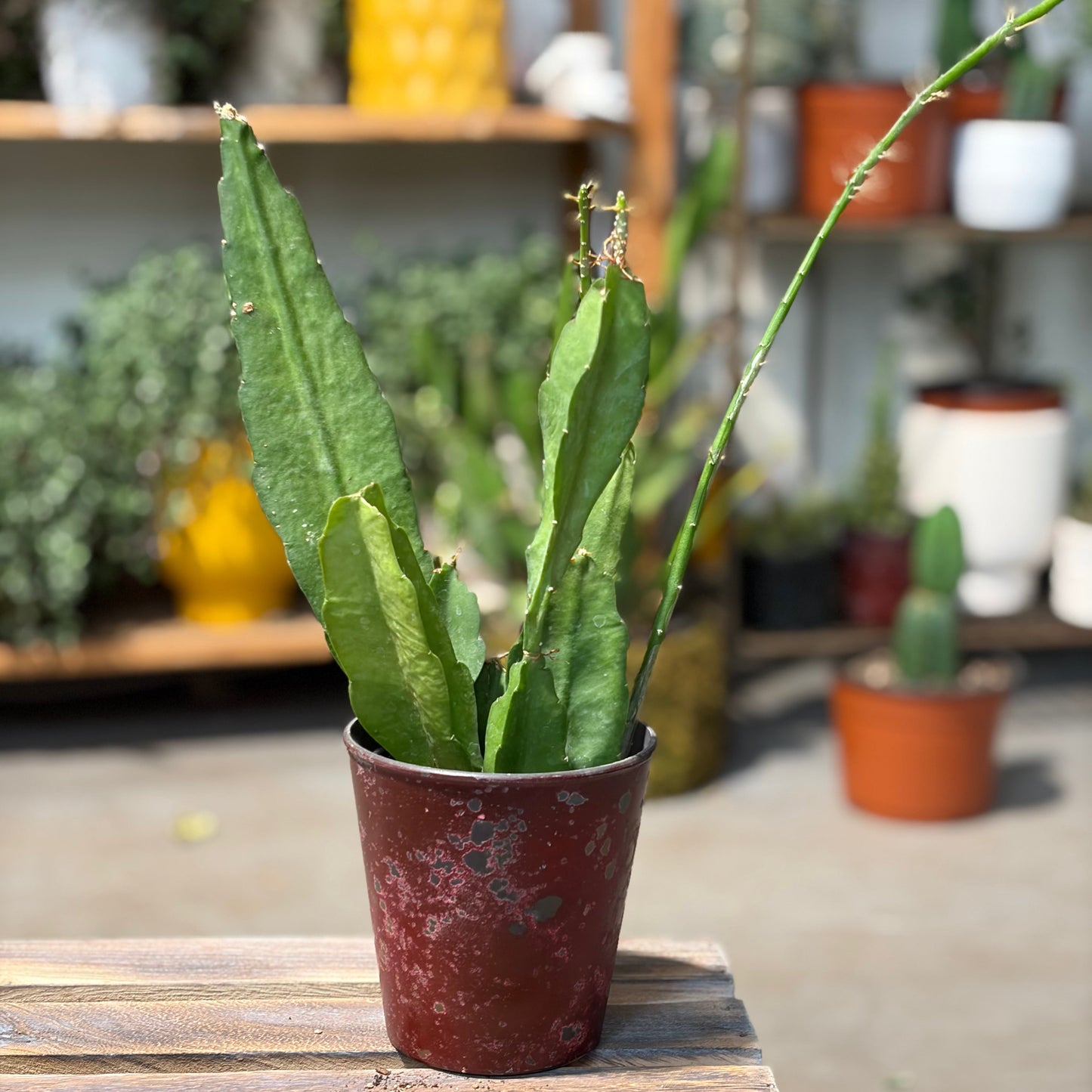 Orchid Cactus
