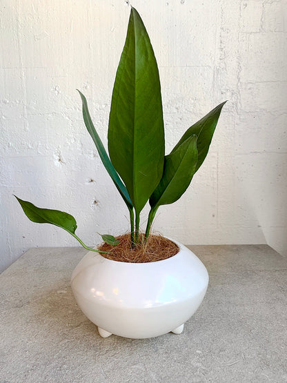Anthurium coriaceum (Paddle leaf)