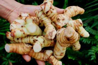Galangal, White (Thai Ginger)