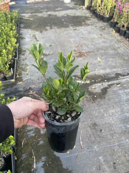 Gardenia 'Fragrant Star' 1ltr