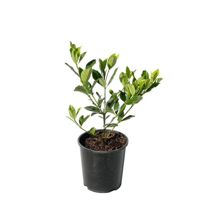 Gardenia 'Veitchii' 2ltr