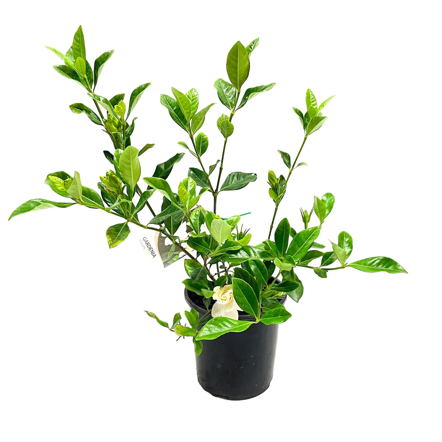 Gardenia 'Veitchii' 3.5ltr