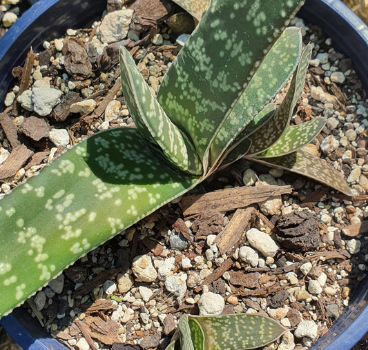 Gasteria Pillansii | Mother-in-Laws Tongue