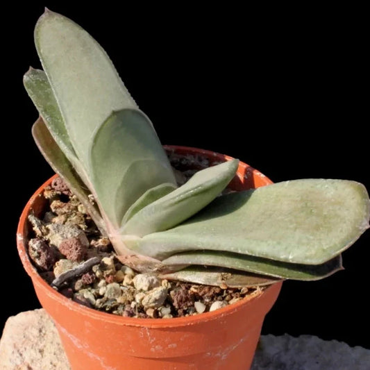 Gasteria Gracillis