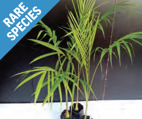 Gaussia maya | Maya Palm