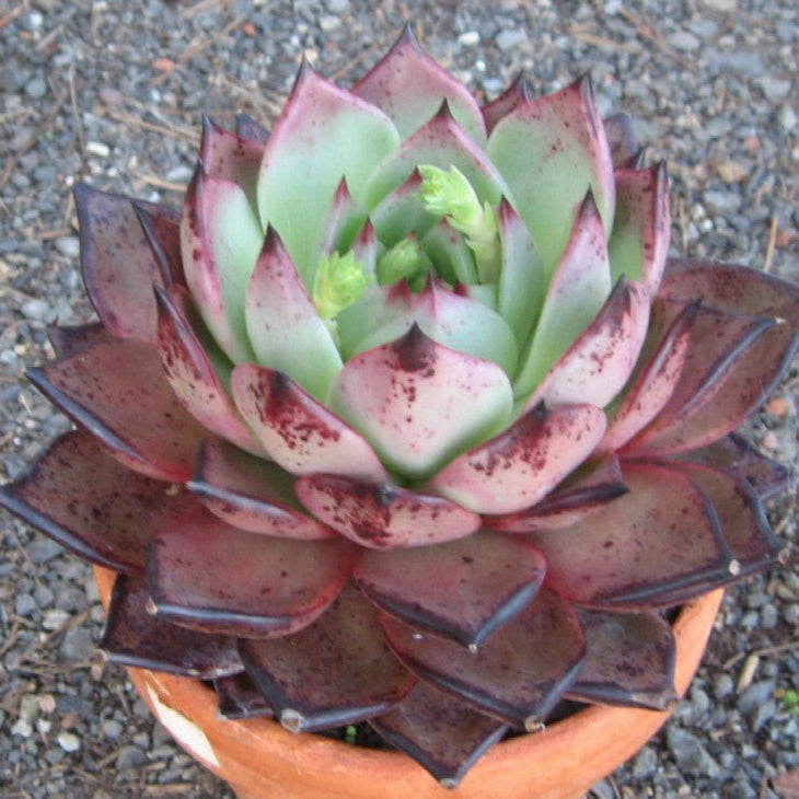 Echeveria Agavoides Sanguinea