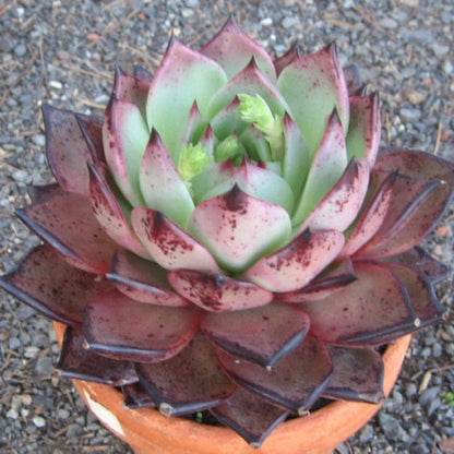 Echeveria Agavoides Sanguinea