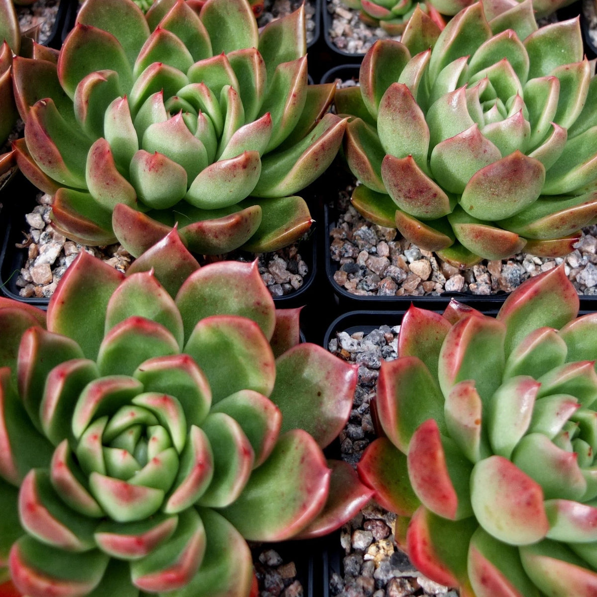 Echeveria Agavoides Gilva Red