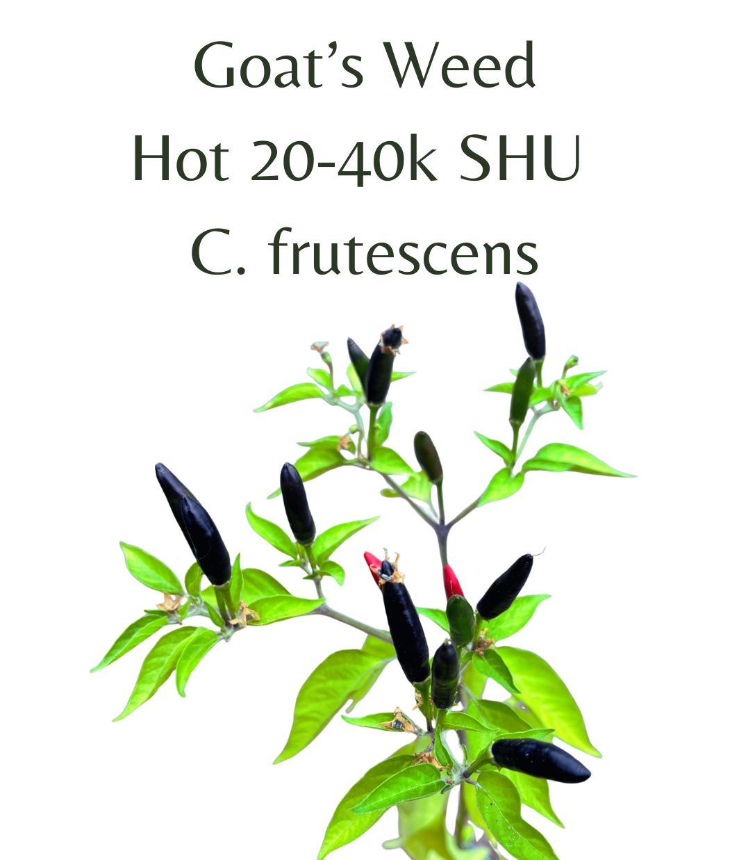 Goats_Weed_Chilli_Seeds_10_seeds