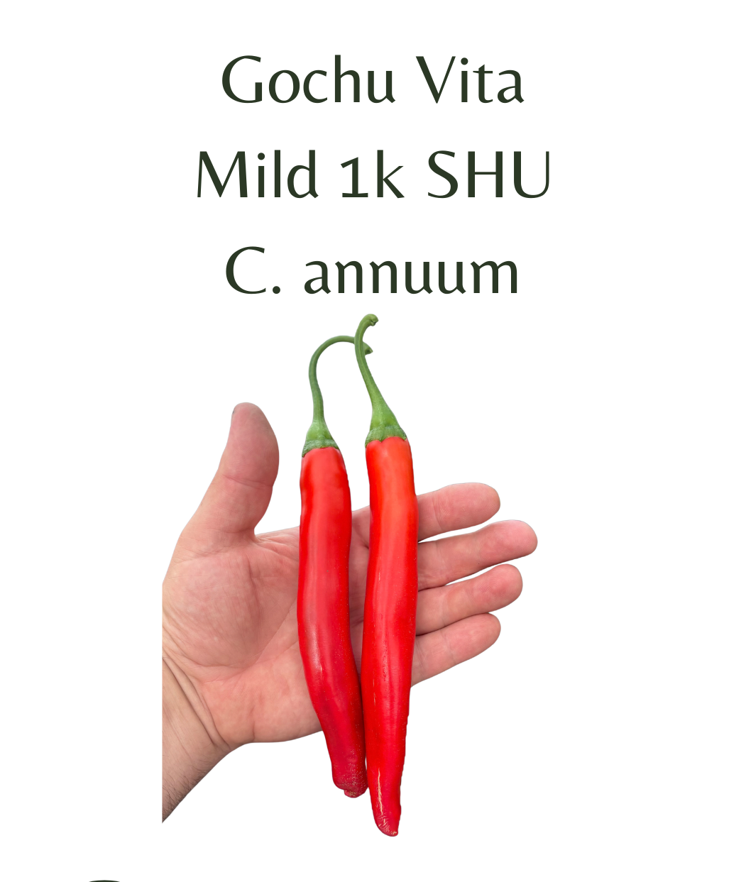 Gochu_Vita_Chilli_Seeds_10_seeds