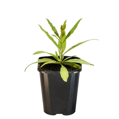 Goji Berry
