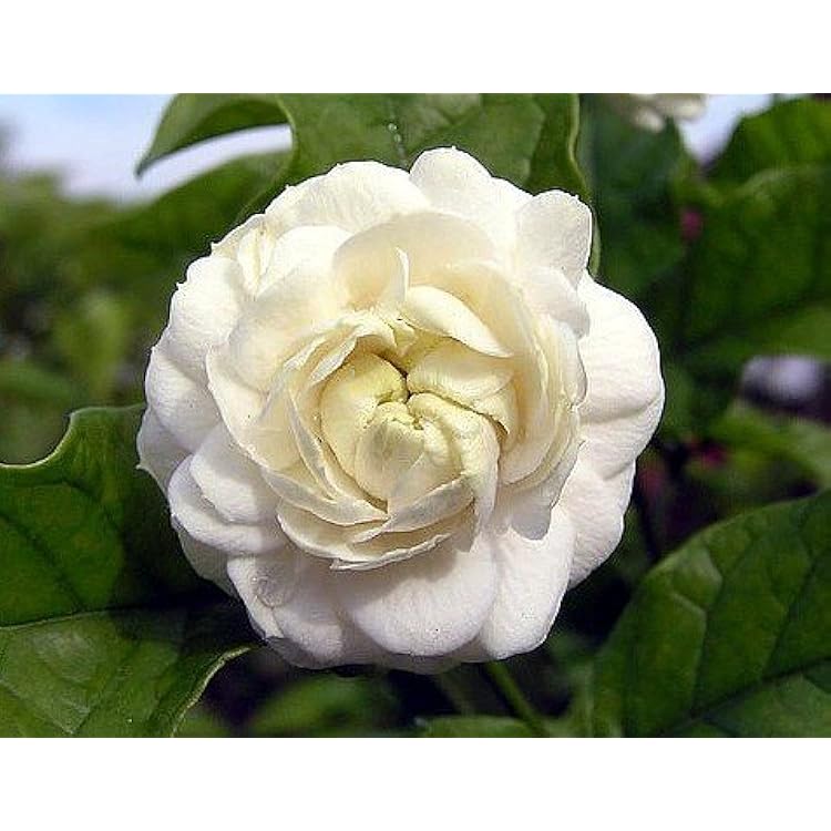 ?!label-Indicative photo