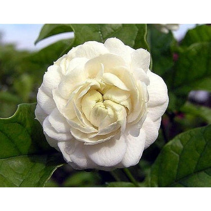 ?!label-Indicative photo