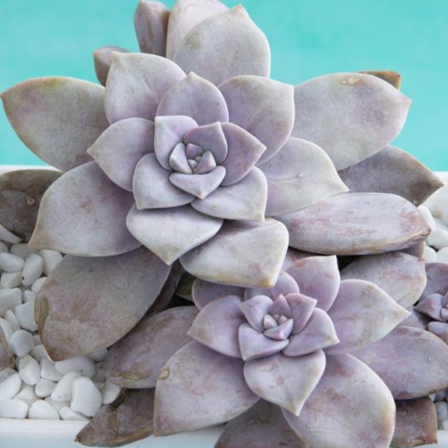 Graptopetalum Superbum | Beautiful Graptopetalum