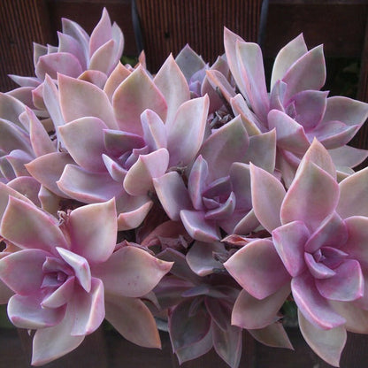 Graptoveria Douglas Huth