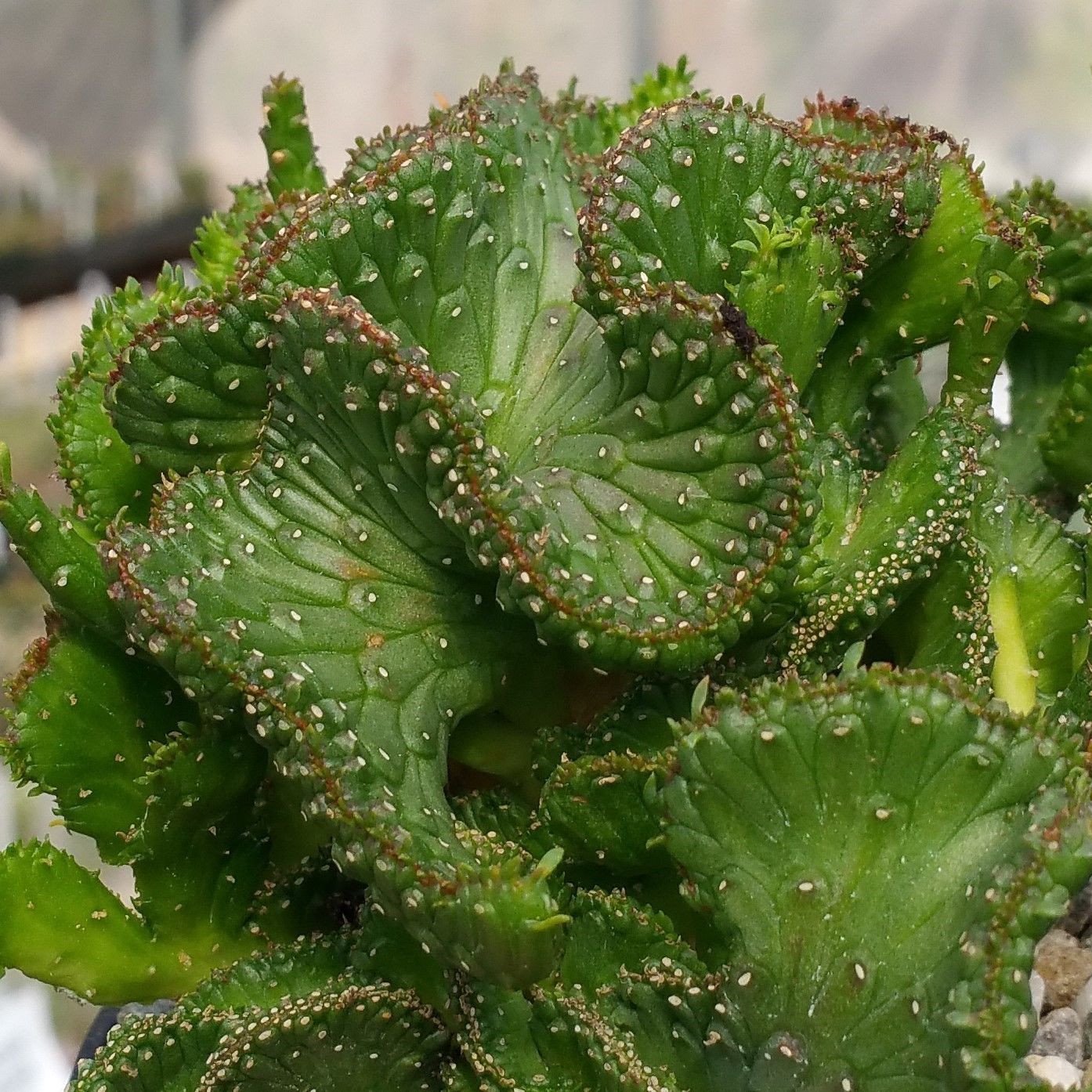 Euphorbia Flanaganii Cristata | Green Coral