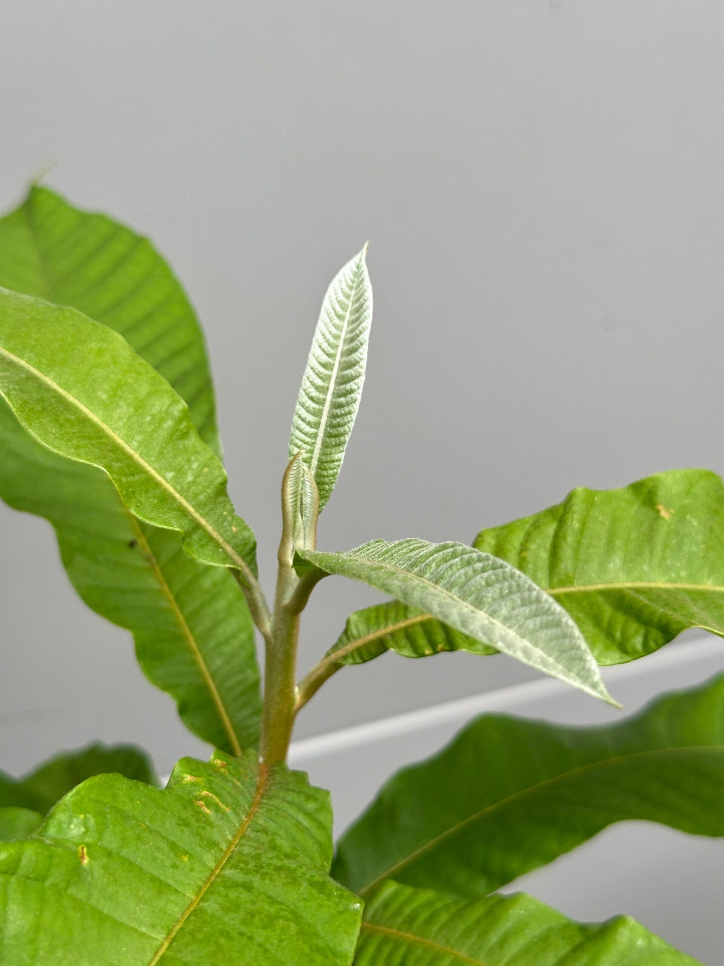 Green Sapote Seedling