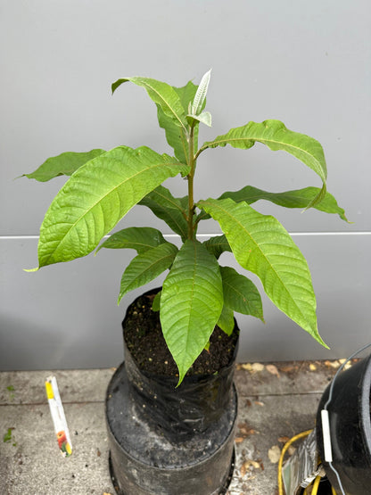 Green Sapote Seedling