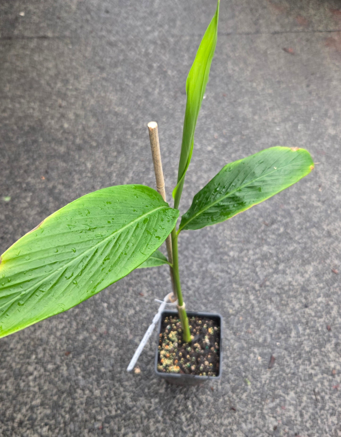 Green Cardamom plant for sale in a NZ tropical fruit nursery