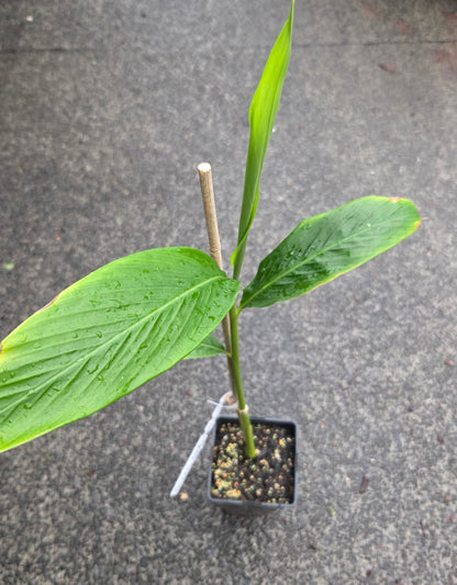 Green Cardamom plant for sale in a NZ tropical fruit nursery
