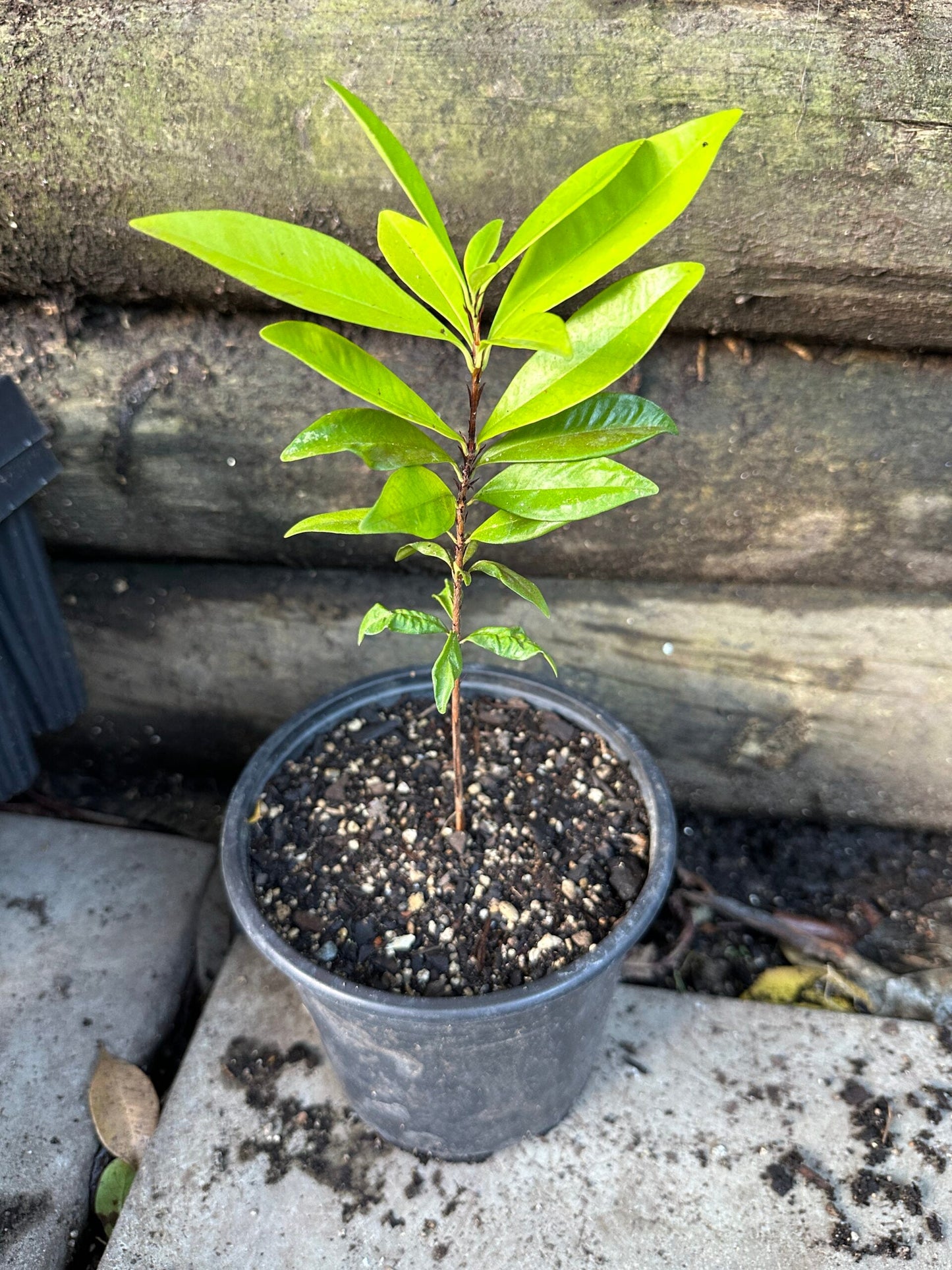 Grumichama Seedling