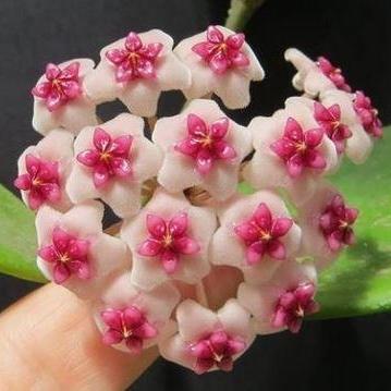 Hoya obovata