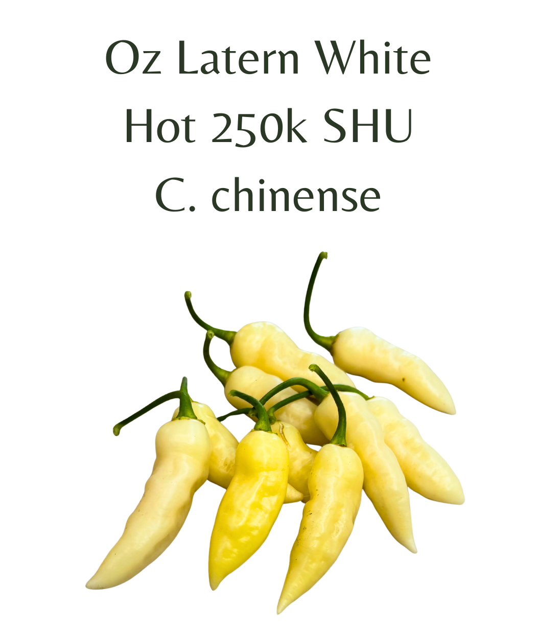 Habanero_-_Oz_Latern_White_Chilli_Seeds_10_seeds