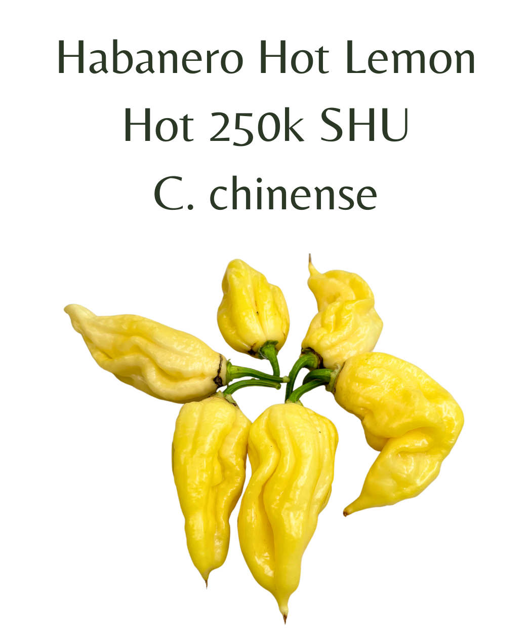 Habanero_Hot_Lemon_Chilli_Seeds_10_seeds