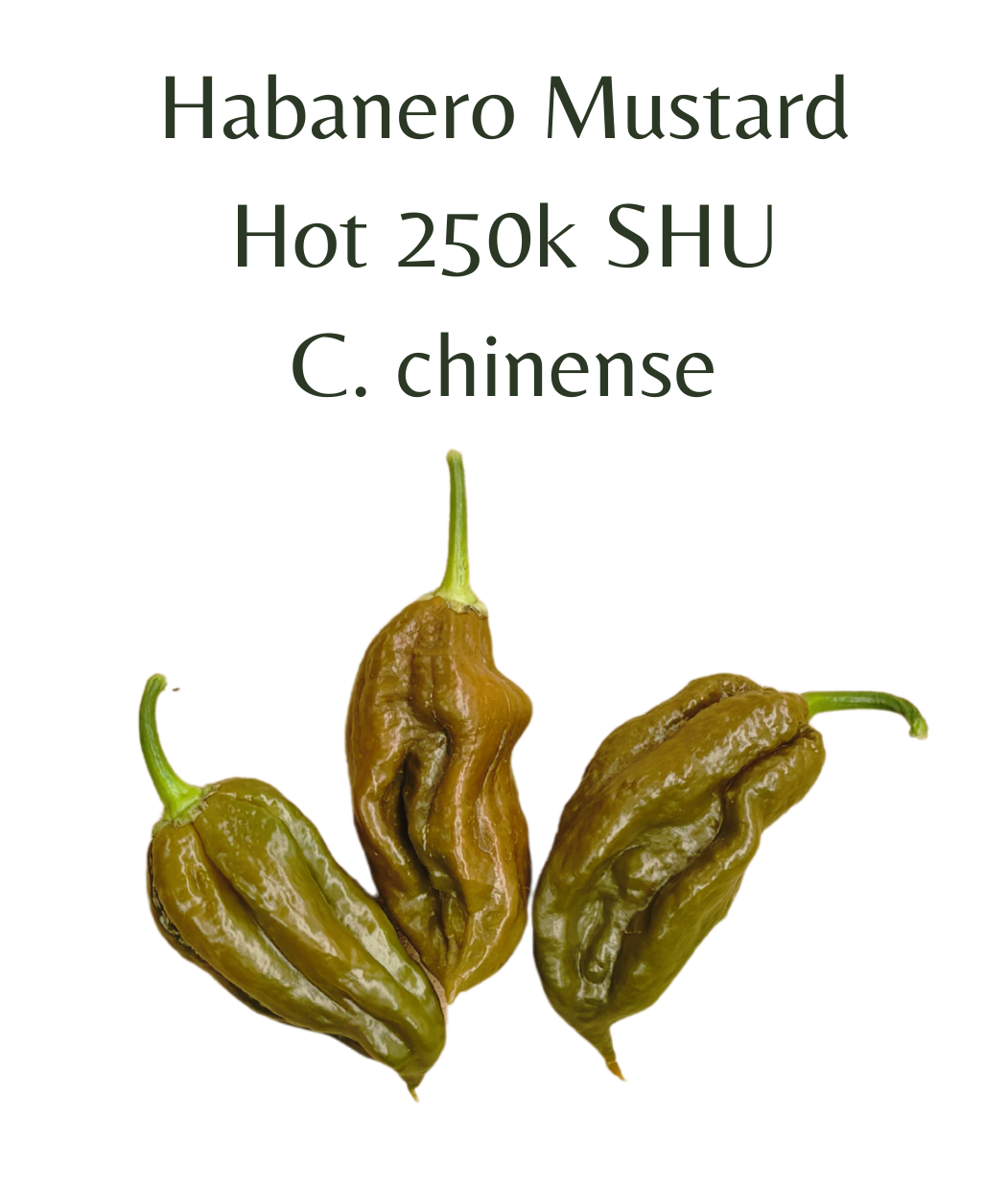 Habanero_Mustard_Chilli_Seeds_10_seeds