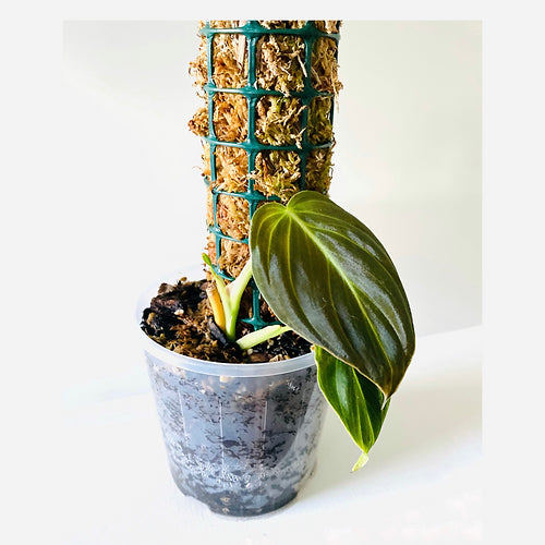 Handmade Plant Support Moss Pole