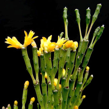 Hatiora Salicornoides | Dancing Bones Cactus