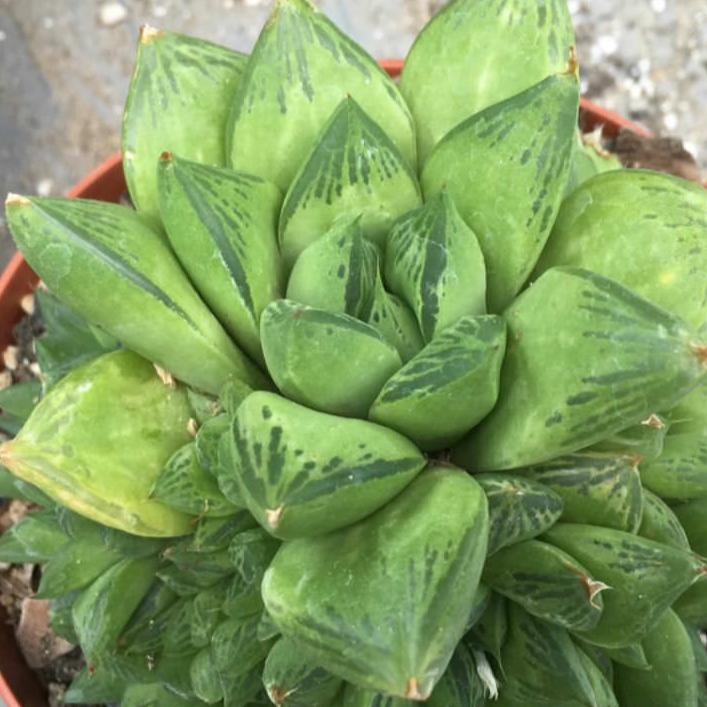 Haworthia Cuspidata | Star Window Plant