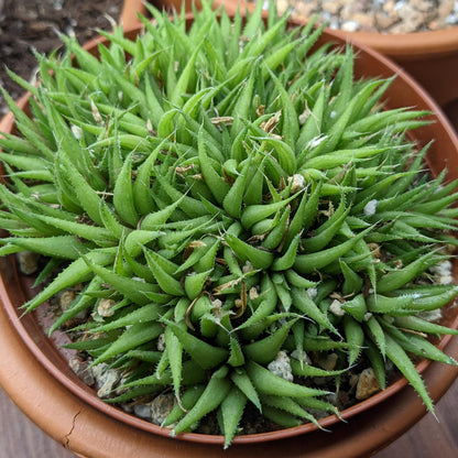 Haworthia Augustifolia