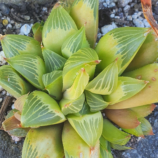 Haworthia Transiens