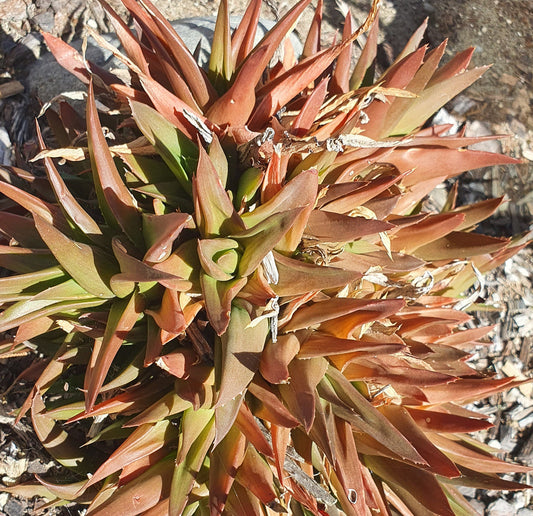 Haworthia Glabrata