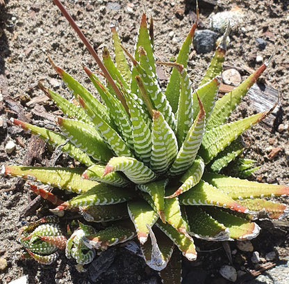 Haworthiopsis Fasciata | Zebra Plant