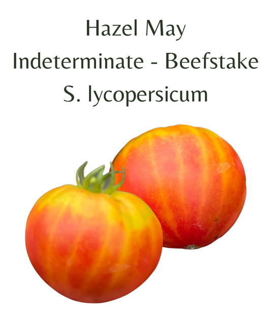 Hazel_May_Tomato_10_seeds