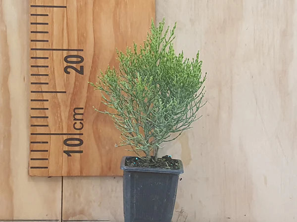Hebe cupressoides | 5-Pack @ $6.99 Each