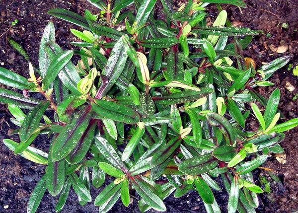 ?!label-Indicative photo