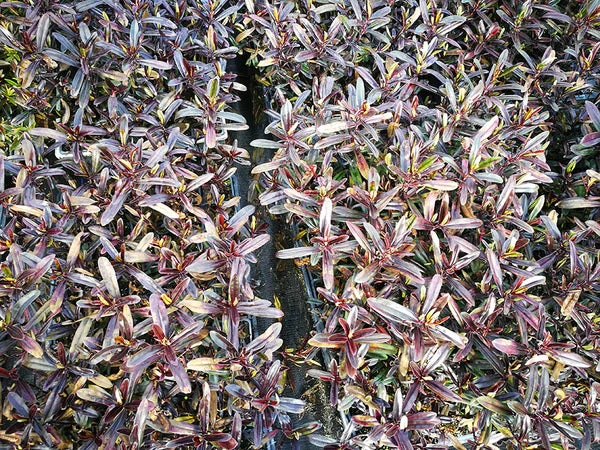 ?!label-Indicative photo