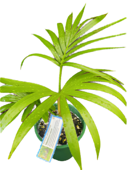 Umbrella Palm