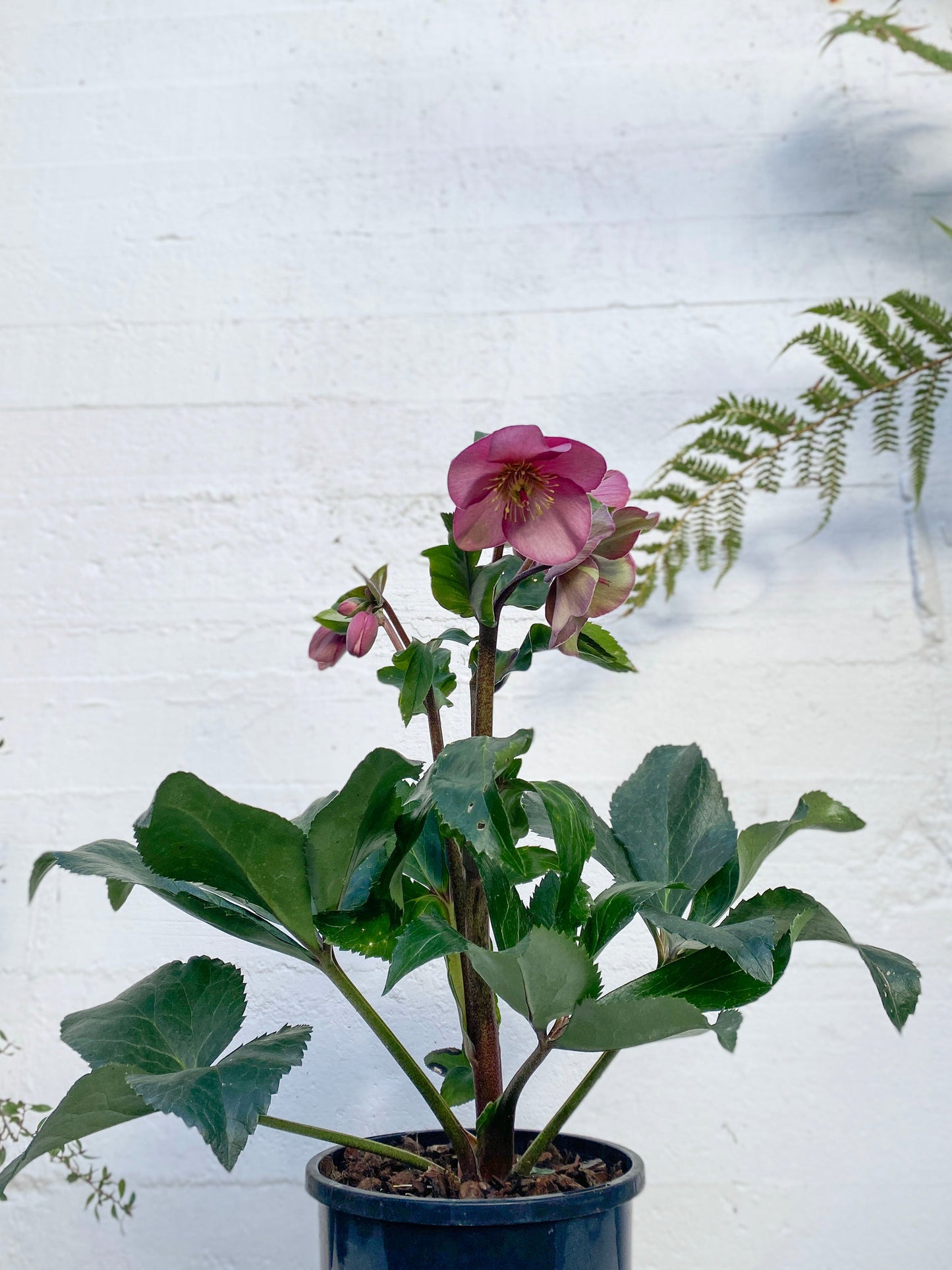 Hellebore - Winter Rose