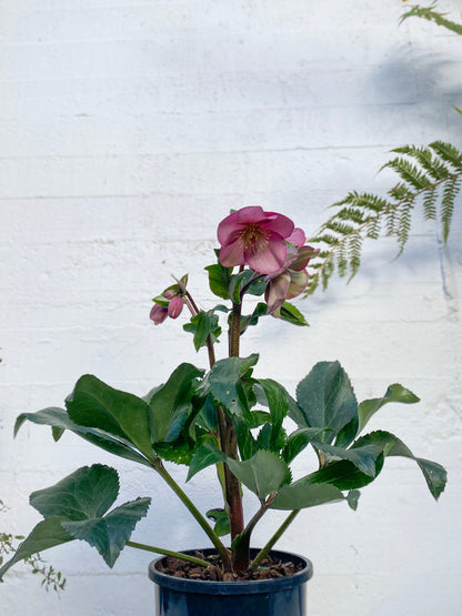 Hellebore - Winter Rose