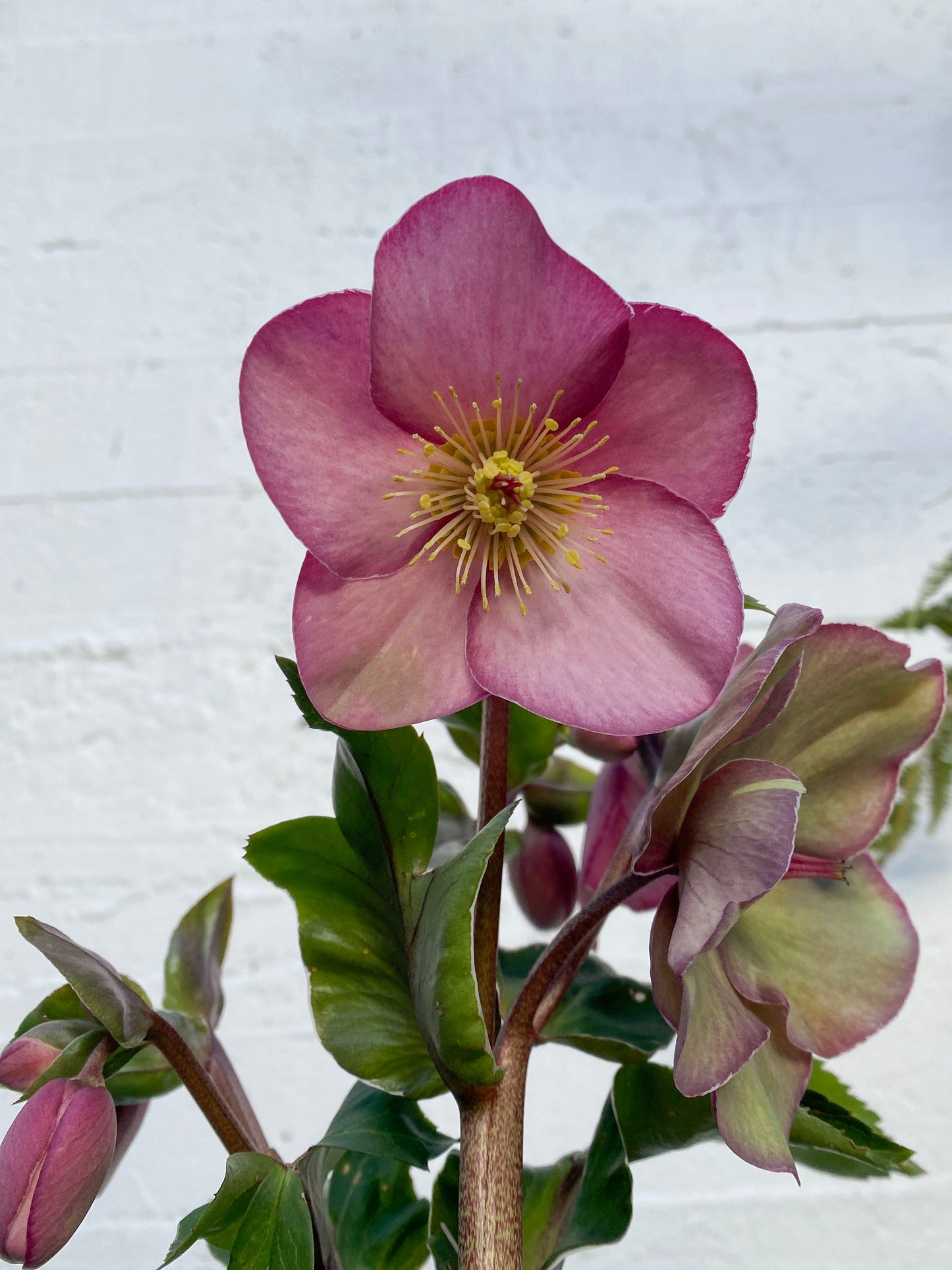 Hellebore - Winter Rose